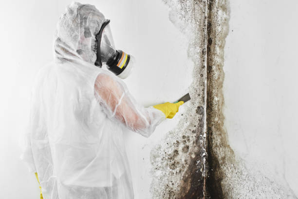 Best Emergency Mold Removal  in Morton, MS