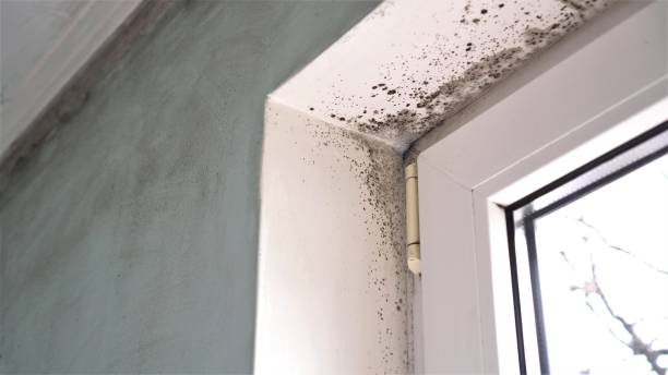 Best Mold Remediation  in Morton, MS
