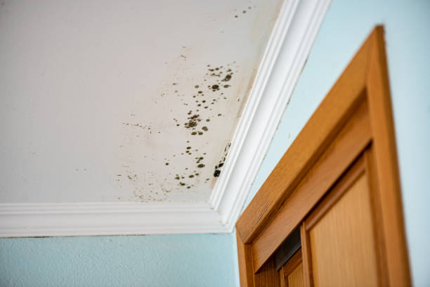 Best Mold Inspection  in Morton, MS