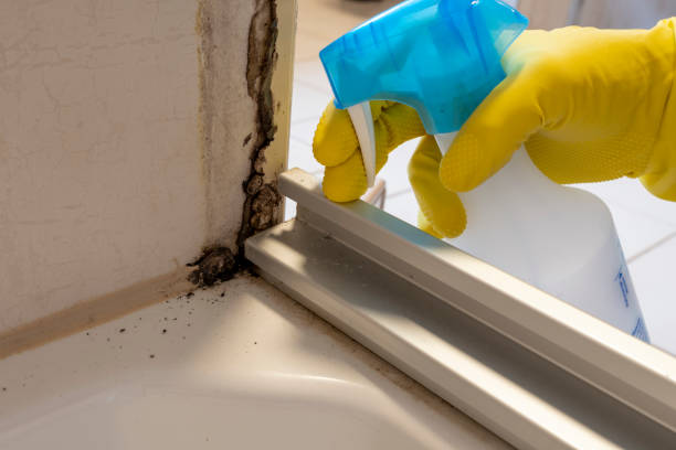Professional Mold Removal in Morton, MS