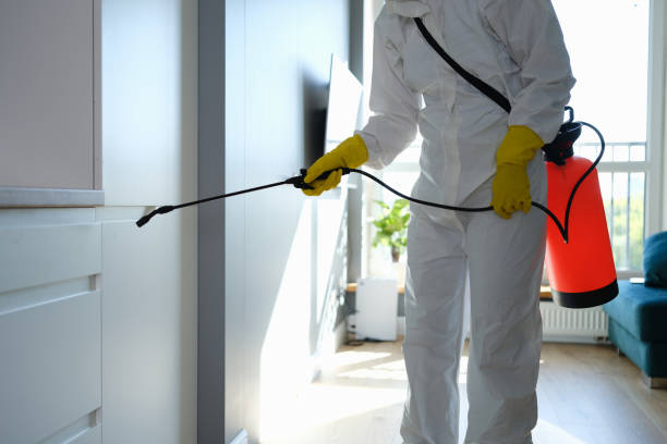 Best Residential Mold Removal  in Morton, MS