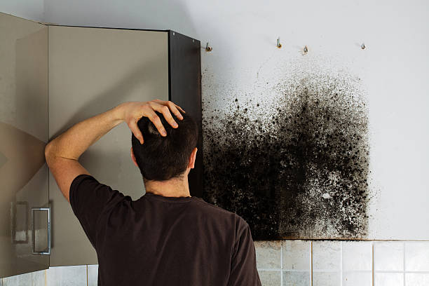 Best Local Mold Removal Service  in Morton, MS
