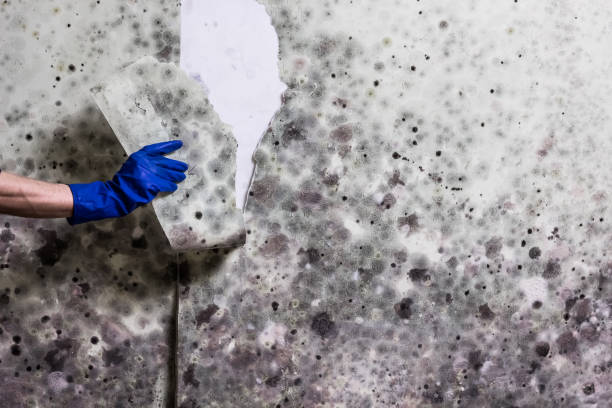 Best Mold Cleaning Services  in Morton, MS